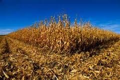 Na Hotizi neznanec požel 25 arov koruze